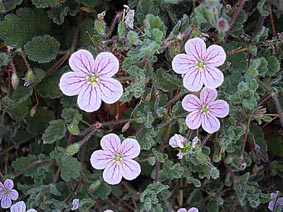 Erodium corsicum